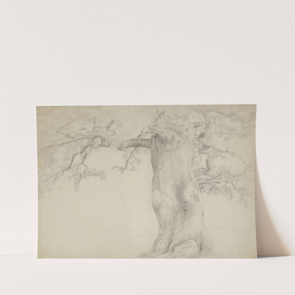 Old tree by Jakob Becker