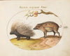 Old World Porcupine (Hystrix) and Wild Pig (1575-1590)