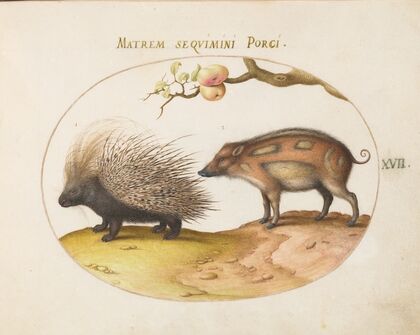 Old World Porcupine (Hystrix) and Wild Pig (1575-1590)