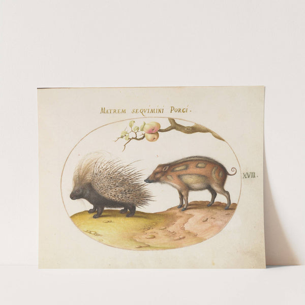Old World Porcupine (Hystrix) and Wild Pig (1575-1590) by Joris Hoefnagel