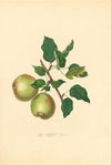 Oldfield Pear
