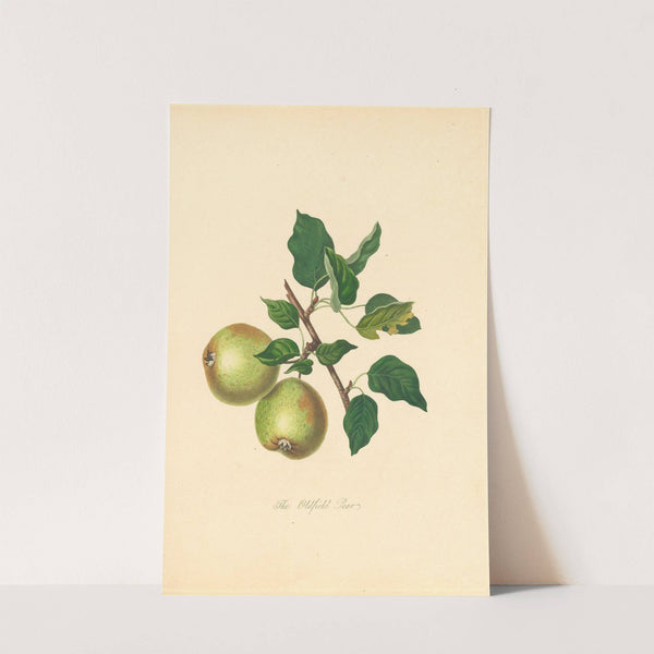 Oldfield Pear by Thomas Andrew Knight