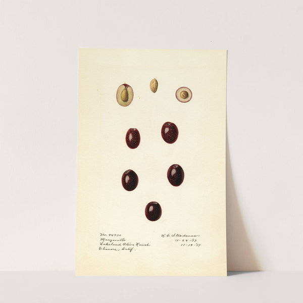 Olea europaea: Manzanillo by Royal Charles Steadman