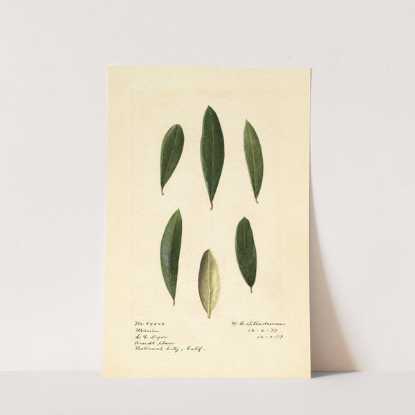 Olea europaea: Mission (1917) by Royal Charles Steadman