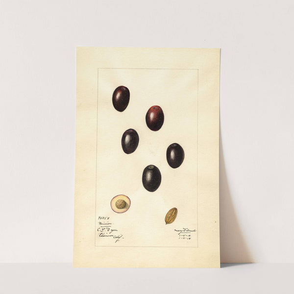 Olea europaea: Mission (1918) by Mary Daisy Arnold