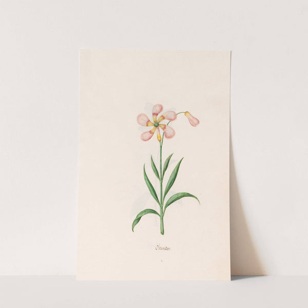 Oleander (1692) by Magdelena Rosina Funck