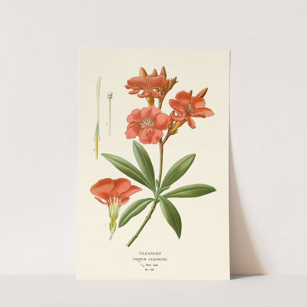 Oleander (1896-1897) by Edward Step