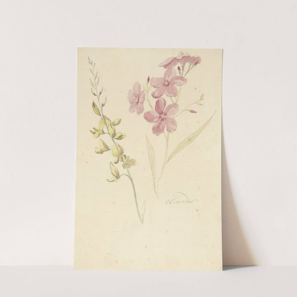 Oleander en brem by Elias van Nijmegen