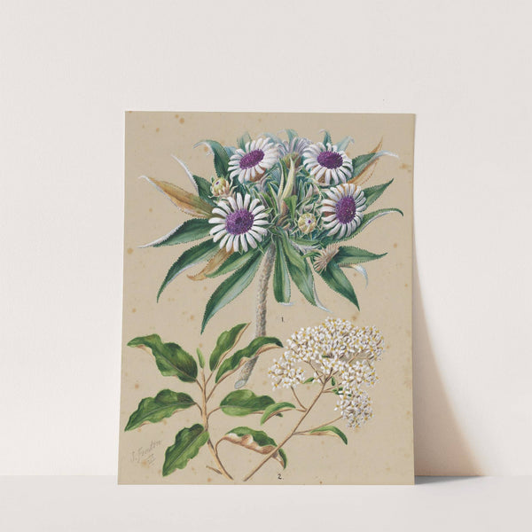 Olearia angustifolia; mutton bird scrub, Teteaweka; Olearia frufuracea; Akipirau by Sarah Featon