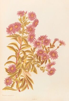 Olearia Semidentata