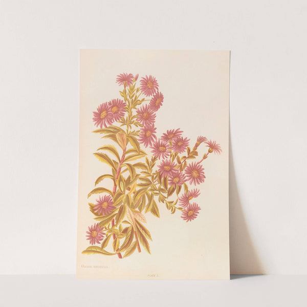 Olearia Semidentata by Georgina Burne Hetley