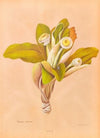 Oleria Insignis