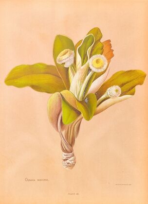 Oleria Insignis
