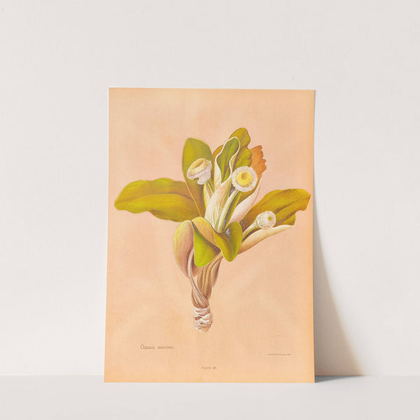 Oleria Insignis by Georgina Burne Hetley