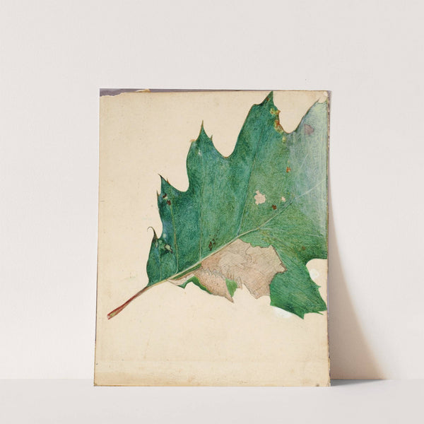 Oligocentra Lignicolor, Walker, study for book Concealing Coloration in the Animal Kingdom by Abbott Handerson Thayer