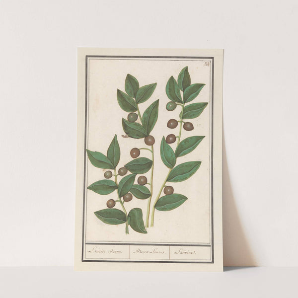 Olijf (Olea europaea) Laurier Boom. Bacca Laurus. Laurier (1596-1610) by Anselmus Boëtius de Boodt