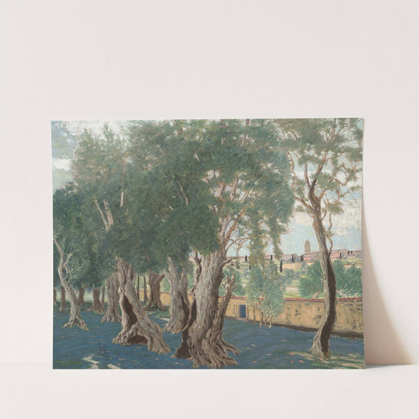 Olive grove by Benno Becker