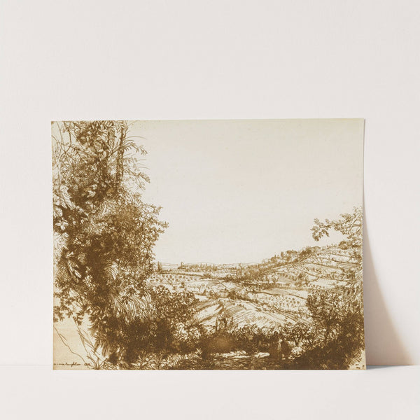 Olive Groves by Donald Shaw MacLaughlan