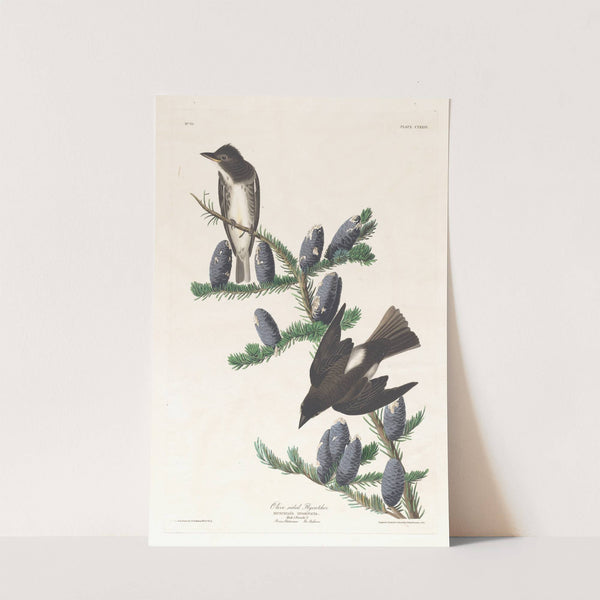 Olive sided flycatcher by John James Audubon