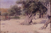 Olive Trees in the Holy Land