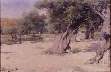 Olive Trees in the Holy Land