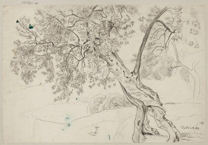 Olive Trees in Tivoli (1880)