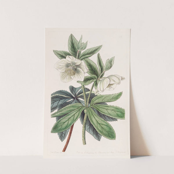 Olympian Hellebore by Sydenham Edwards