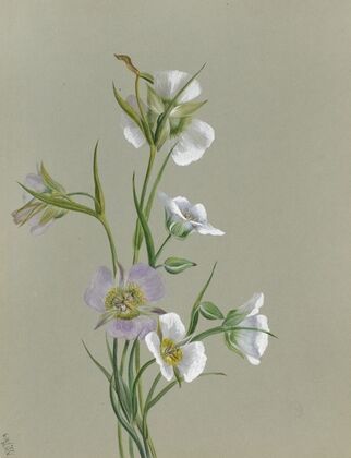 Phacelia (Phacelia parryi) (1935) — size preview