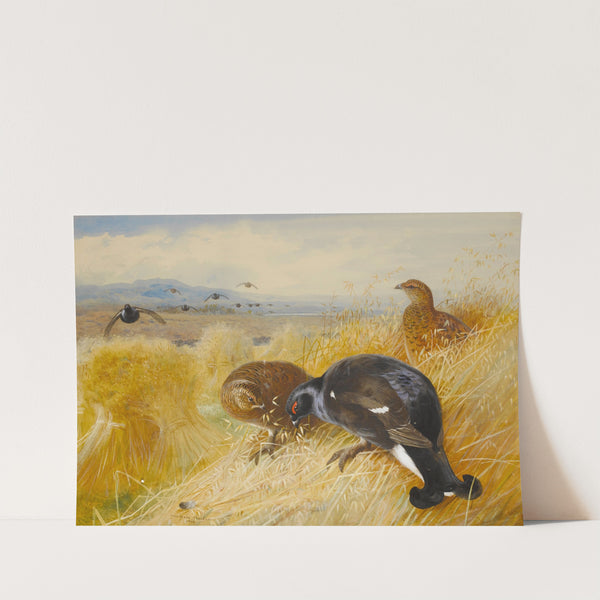 On The Stooks,Blackgame (1902) by Archibald Thorburn