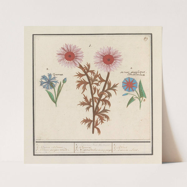 ON8F90~1 (1596-1610) by Anselmus Boëtius de Boodt