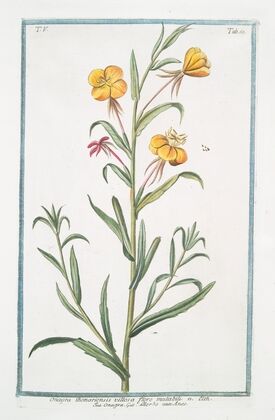 Onagra Bonariensis villosa flore mutabili – Onagra – L’Herbe aux Anex