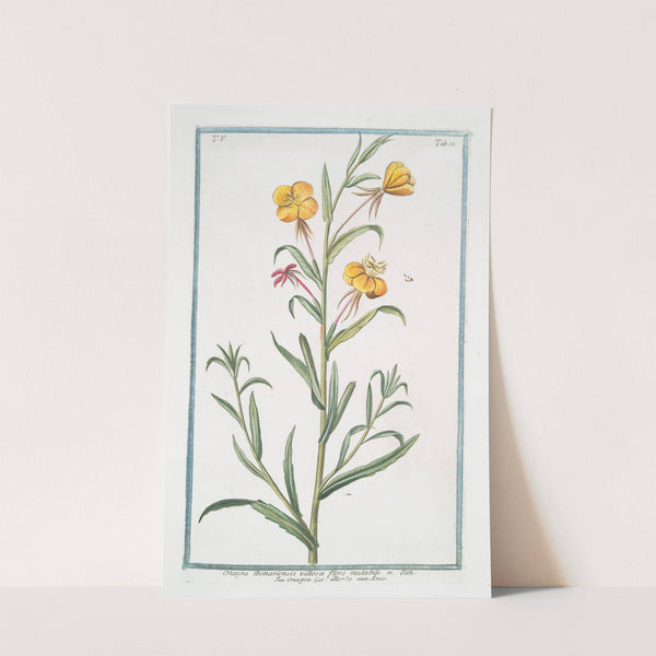 Onagra Bonariensis villosa flore mutabili - Onagra - L'Herbe aux Anex by Giorgio Bonelli