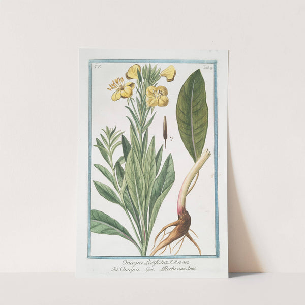 Onagra latifolia - Onagra - L'Herbe aux Anes. (Primerose) by Giorgio Bonelli