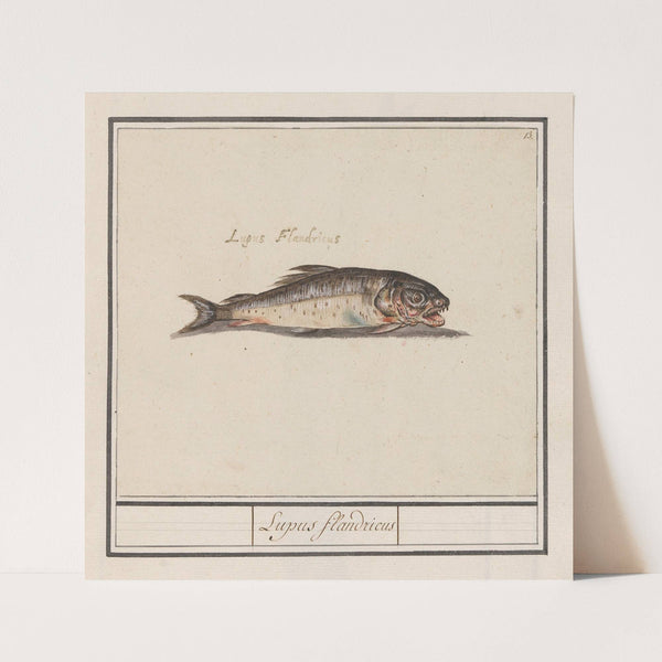 Onbekende vis Lupus flandricus (1596-1610) by Anselmus Boëtius de Boodt