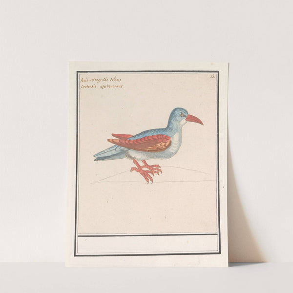 Onbekende vogel (1596-1610) by Anselmus Boëtius de Boodt