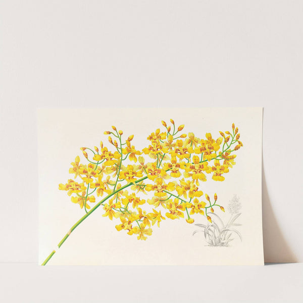 Oncidium aurosum by Jean Jules Linden