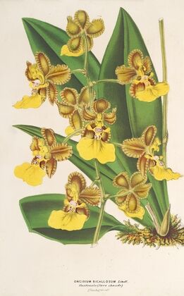 Oncidium bicallosum