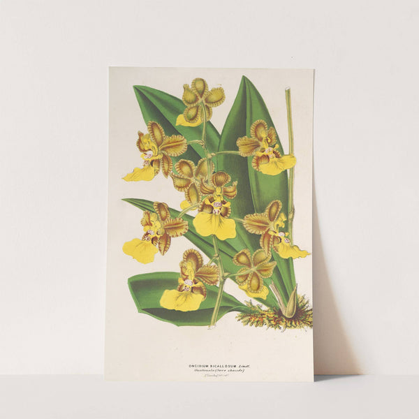 Oncidium bicallosum by Charles Antoine Lemaire
