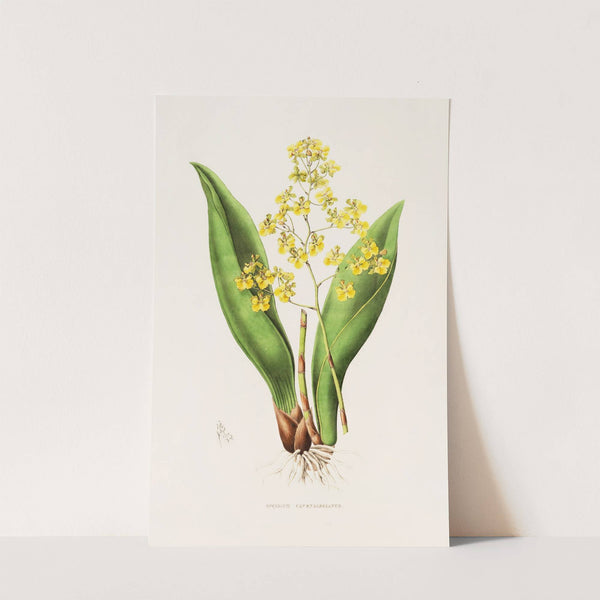 Oncidium Cavendishianum (1837-1843) by James Bateman