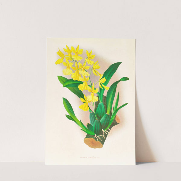 Oncidium concolor by Jean Jules Linden