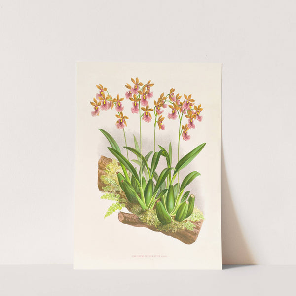 Oncidium cucullatum by Jean Jules Linden