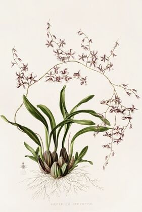 Oncidium Incurvum
