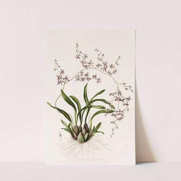 Oncidium Incurvum (1837-1843) by James Bateman