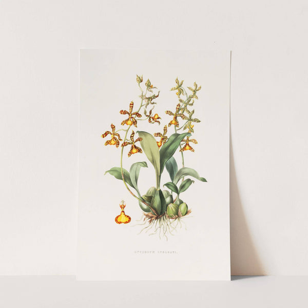 Oncidium Insleayii (1837-1843) by James Bateman