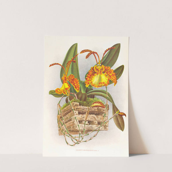 Oncidium kramerianum by Jean Jules Linden