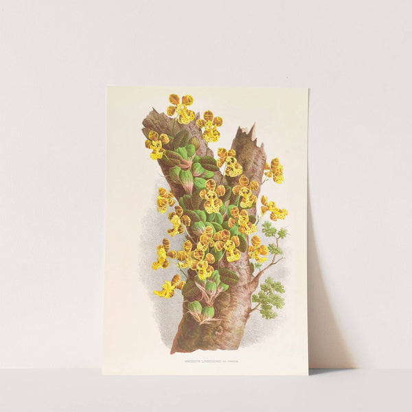 Oncidium Limminghei by Jean Jules Linden