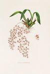 Oncidium Ornithorhynchum
