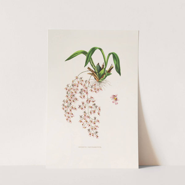 Oncidium Ornithorhynchum (1837-1843) by James Bateman