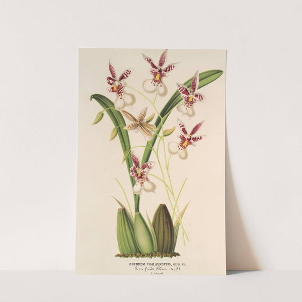 Oncidium Phalænopsis by Charles Antoine Lemaire