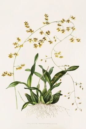 Oncidium Wentworthianum